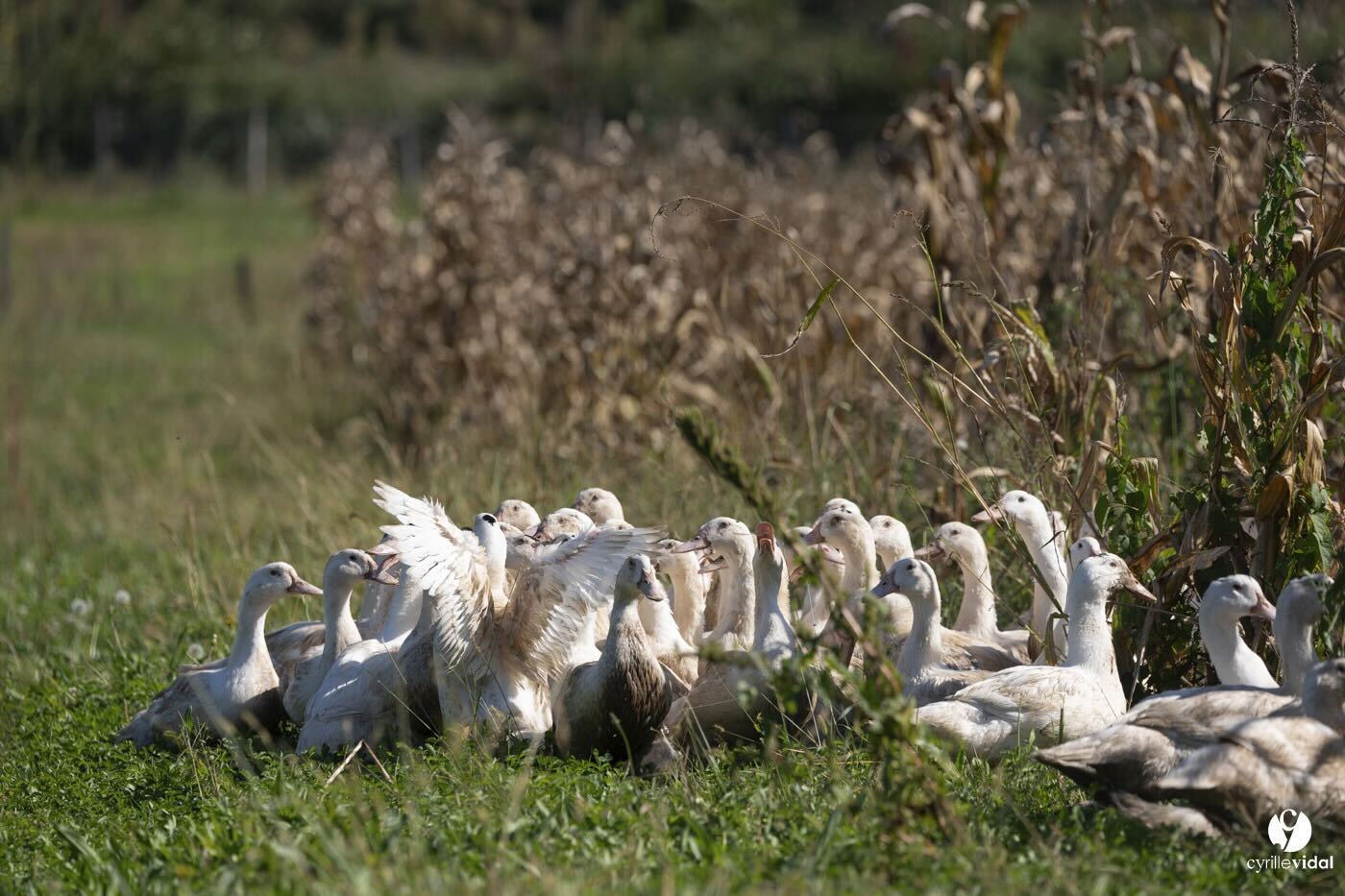 Ferme du Moulin de Labat