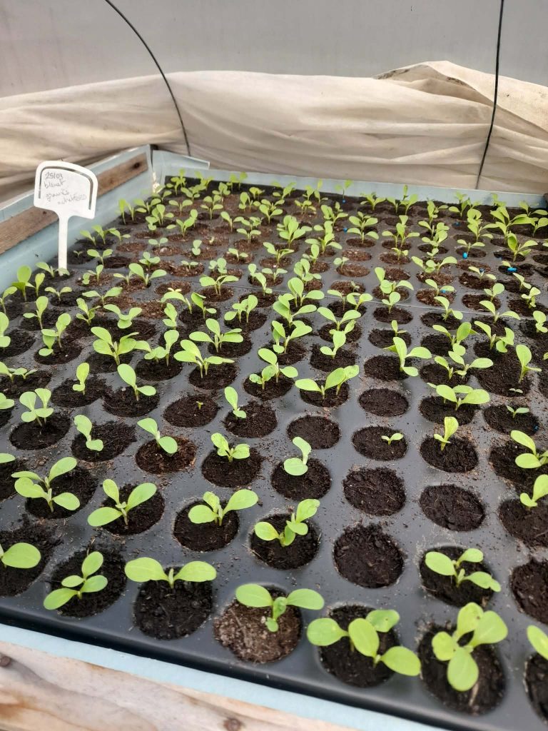 Atelier : Récolter et semer ses graines de légumes et fleurs
