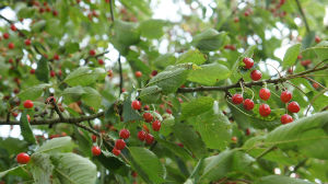 Les fruits et légumes d'Amaferme — photo 2
