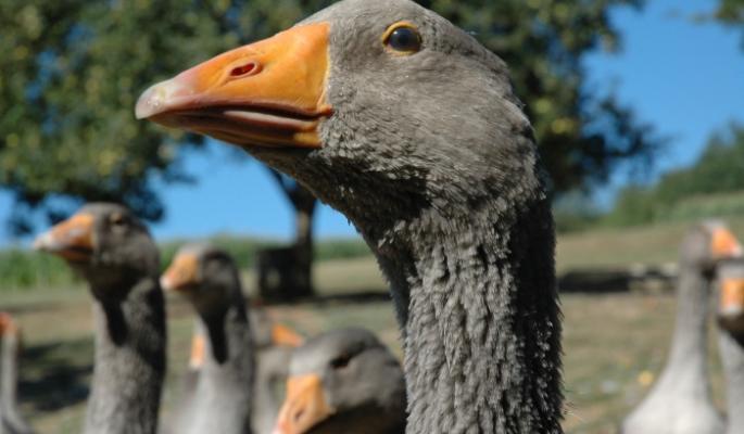 La Ferme du Brusquand - photo 2
