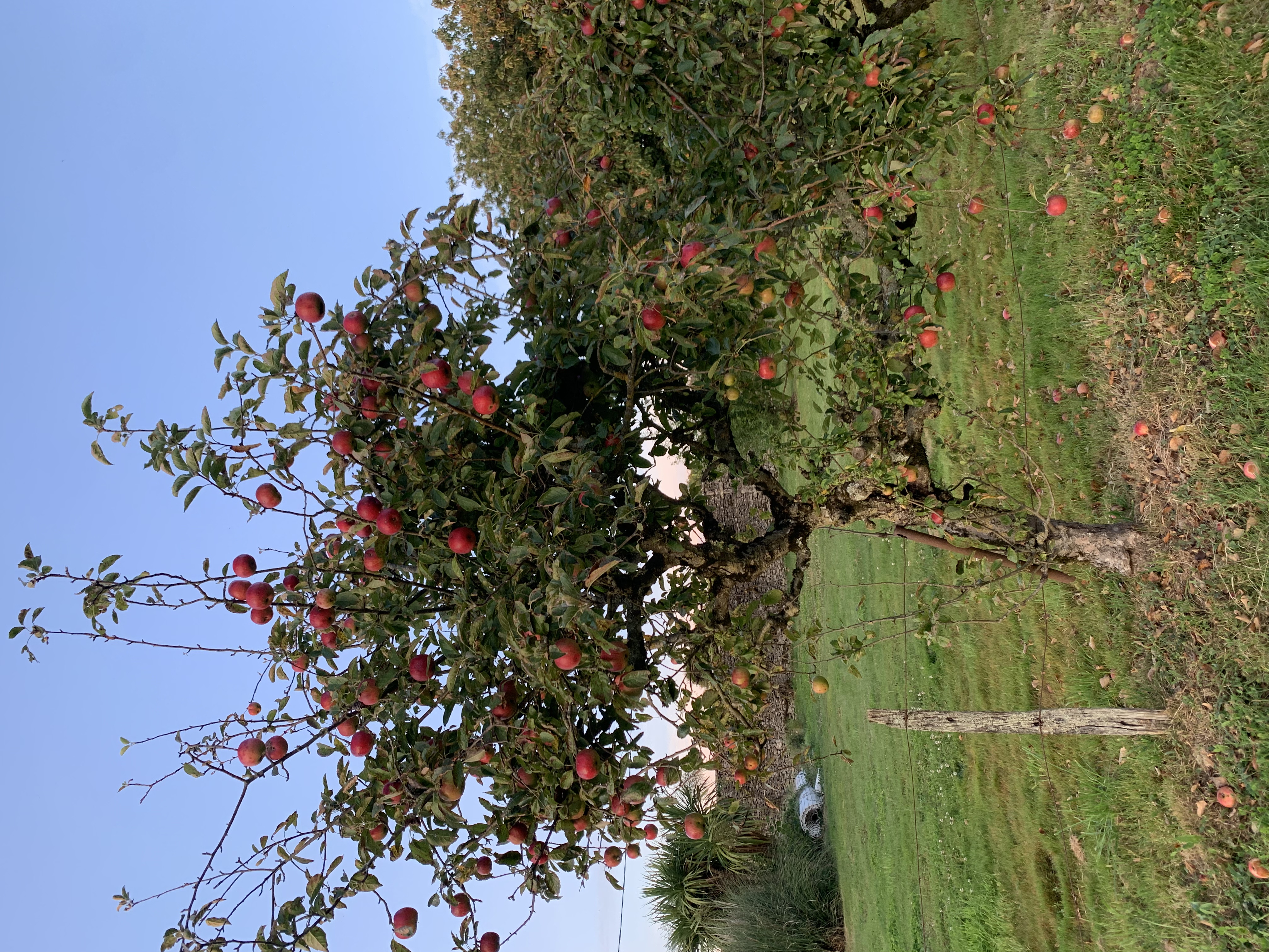 Au P'tit Bonheur d'Augé, Augé - photo 2
