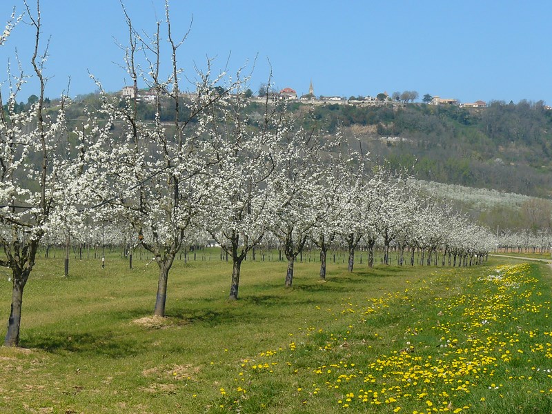 Ferme et Musée du Pruneau - aire de stationnement - photo 5