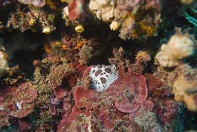 Les Aquanautes
