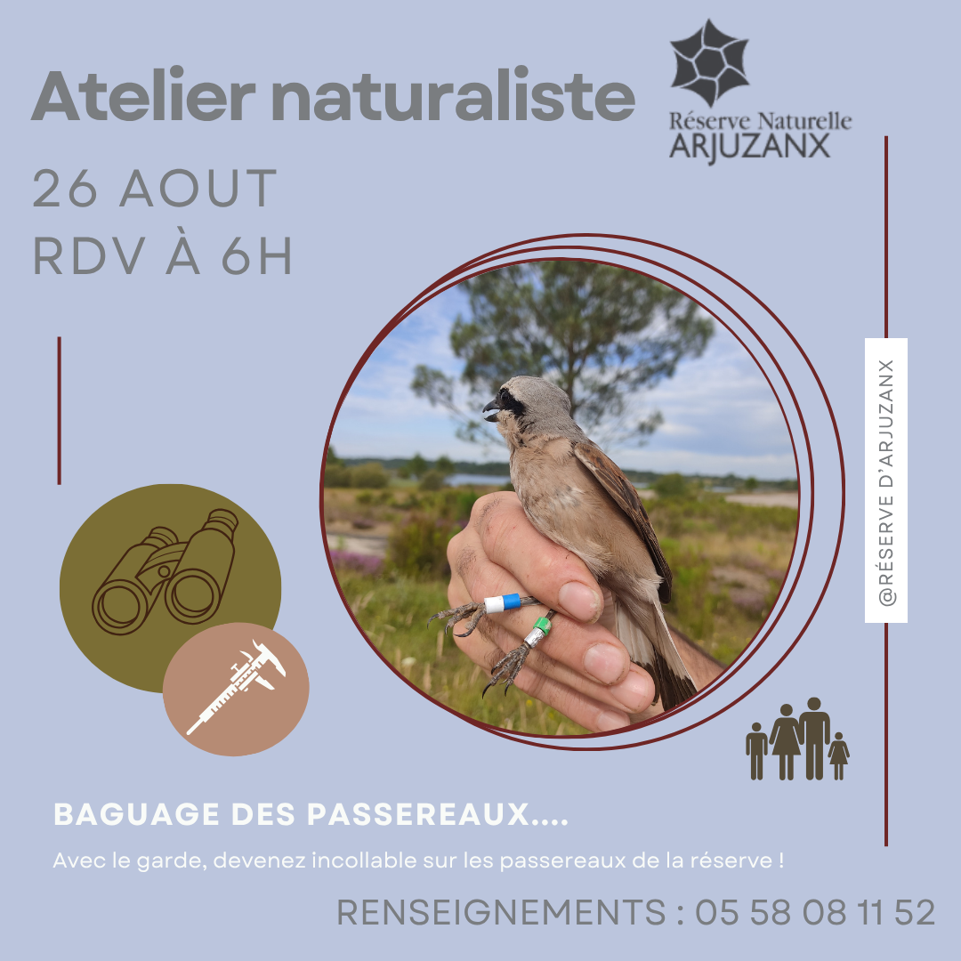 Baguage de passereaux — visuel événement