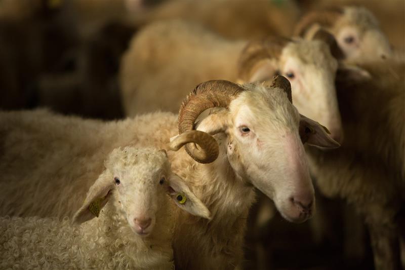 Ferme Albisetti