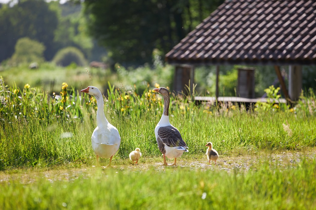 Moulin de Lorta 1, Saint-Martin-de-Hinx - photo 3