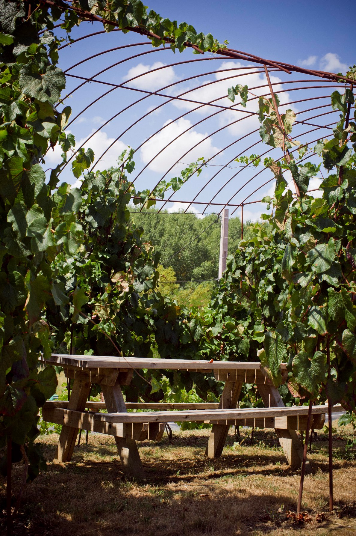 Aire de pique-nique à la Maison des Vins