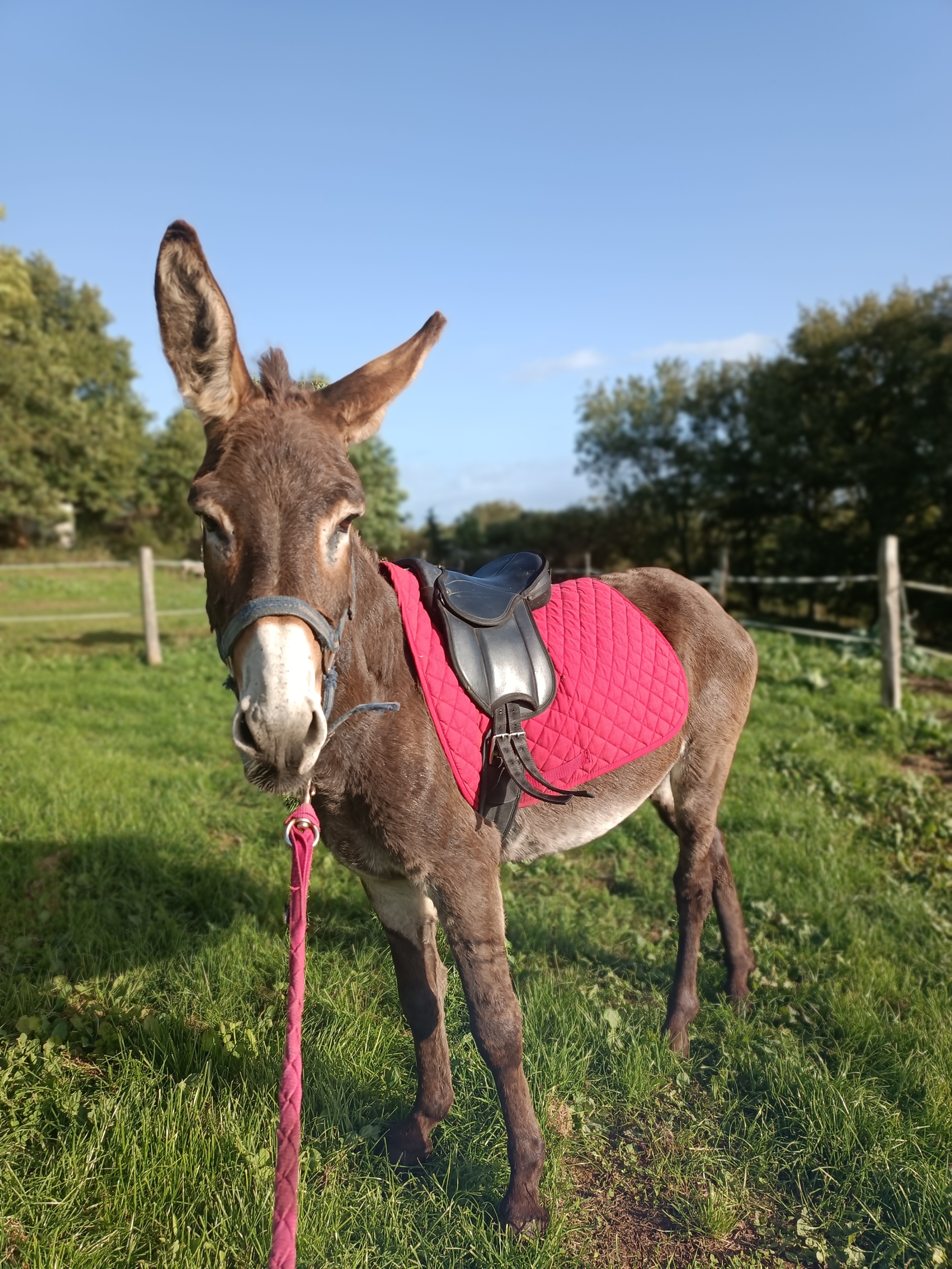 La Ferme du Petit Âge, Le Vigeant - photo 5