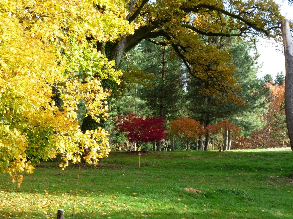 Arboretum du château de Neuvic d'Ussel, Neuvic - photo 13