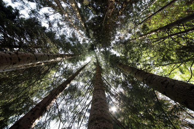Arboretum du château de Neuvic d'Ussel, Neuvic - photo 7