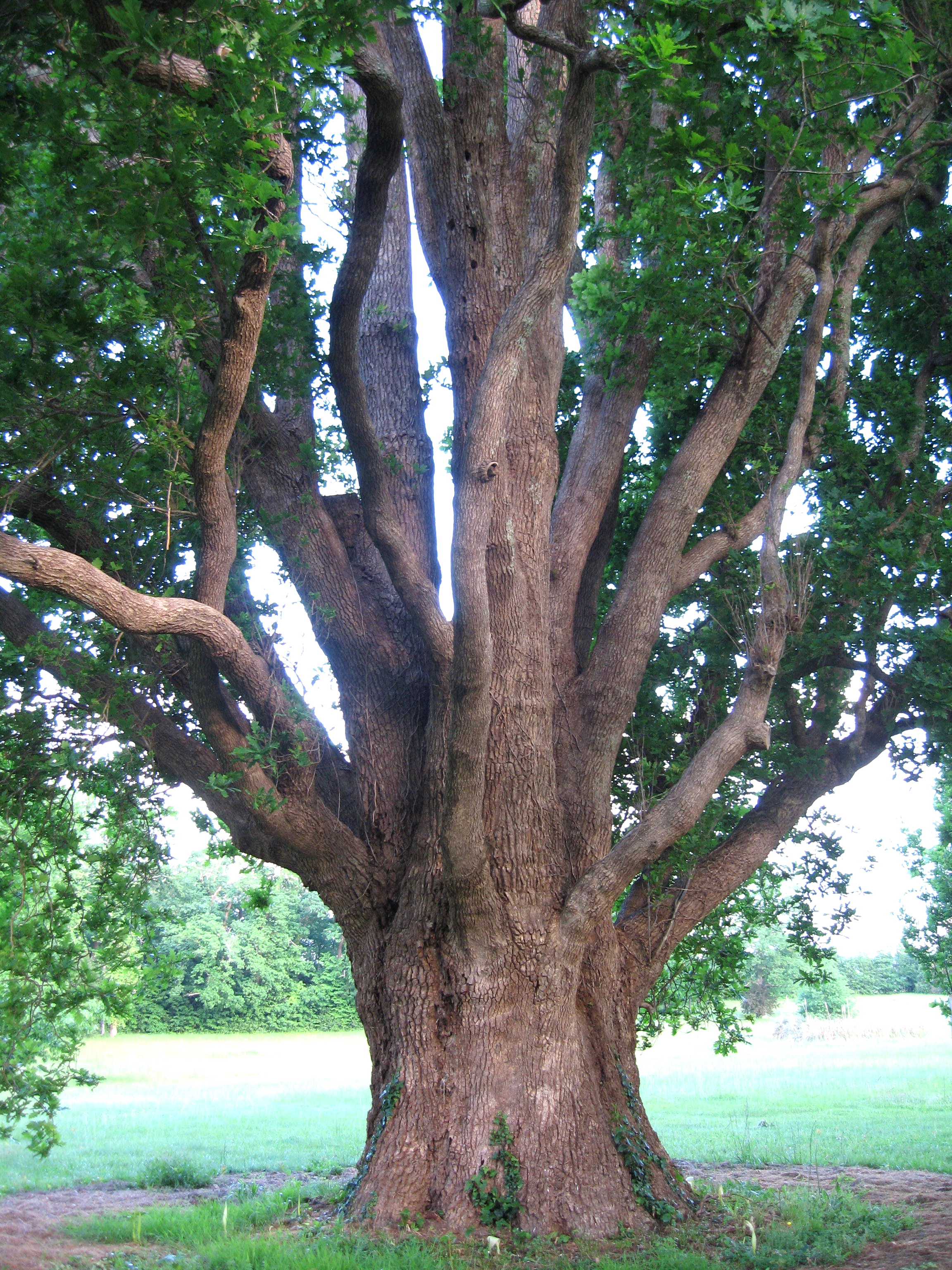 Parc du Château Siaurac, Néac - photo 2