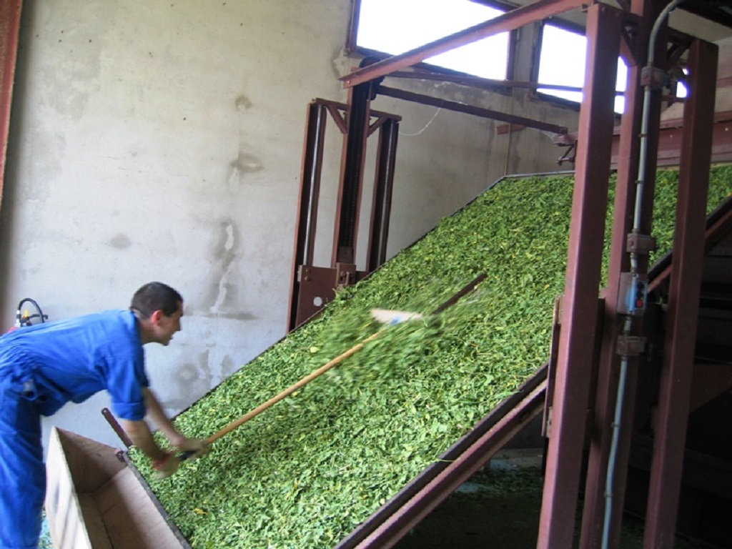 La tisane de Maylis