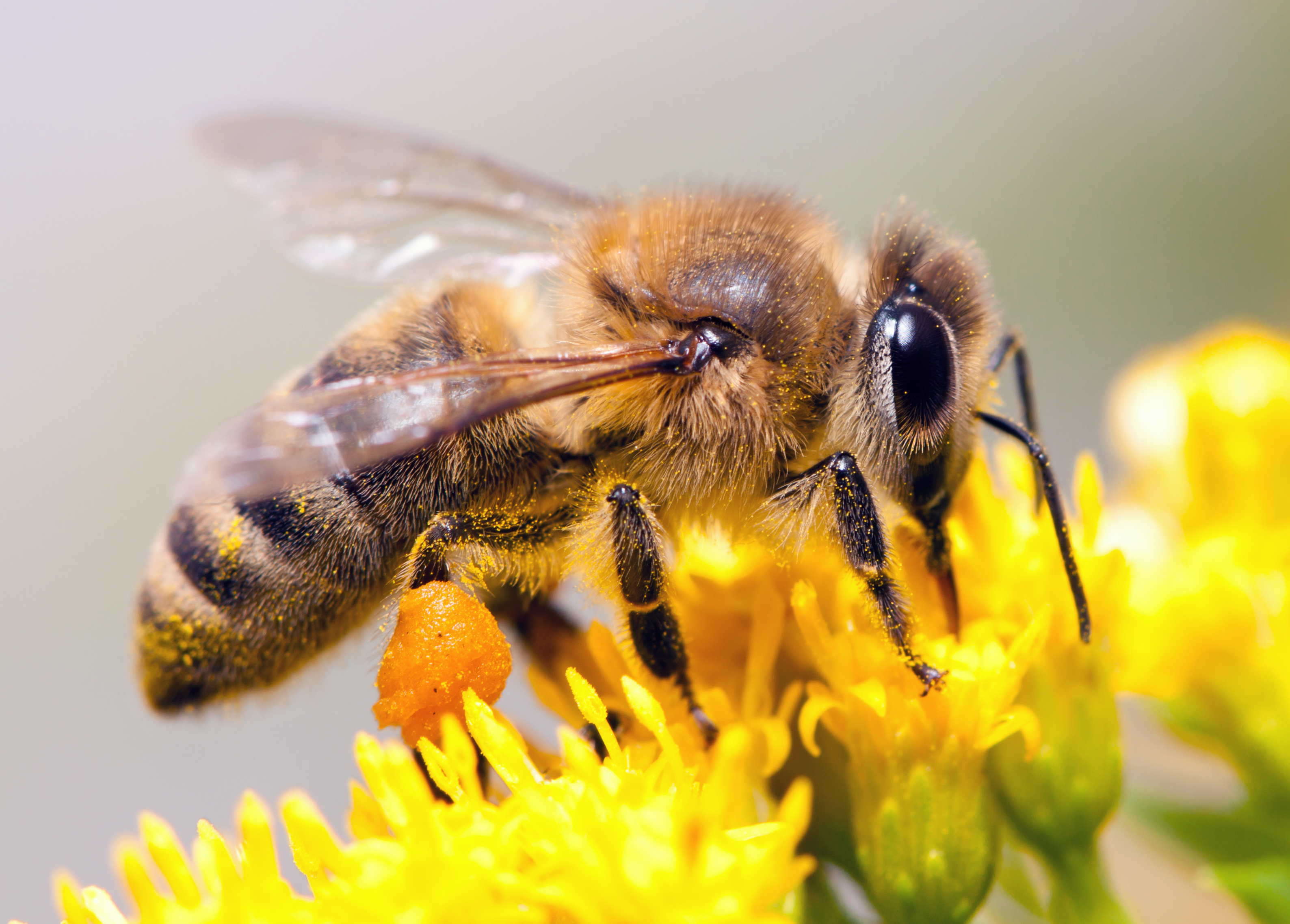 Eté actif Zoom : sur les pollinisateurs