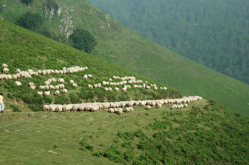 Sortie nature CPIE Pays Basque : "La Manex, reine des estives", Mendive