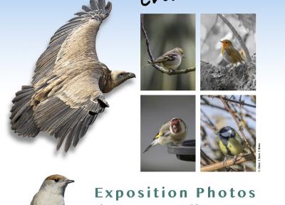 Oiseaux, entre pose et envol