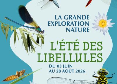 L'été des libellules - Ateliers sciences et nature