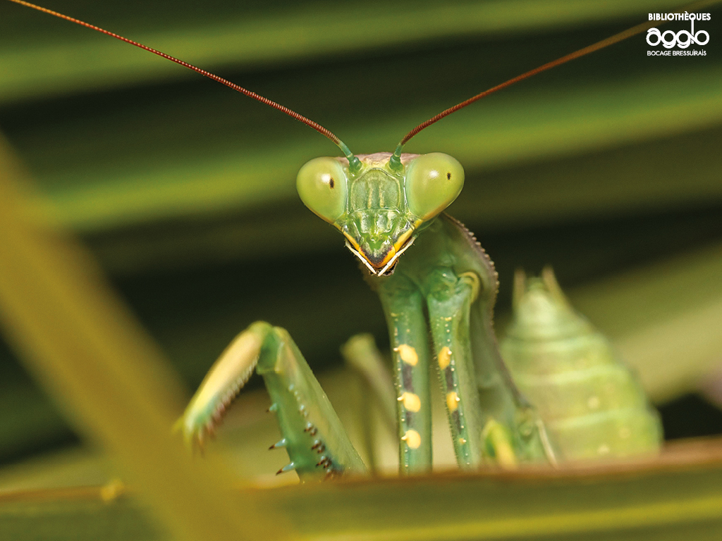 Atelier - Les insectes et leurs super-pouvoirs, Mauléon - photo 2