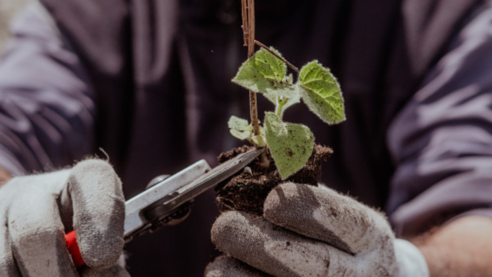 Château Larrivet Haut-Brion