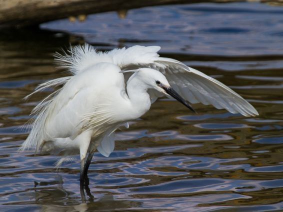 Réservoirs de Piraillan