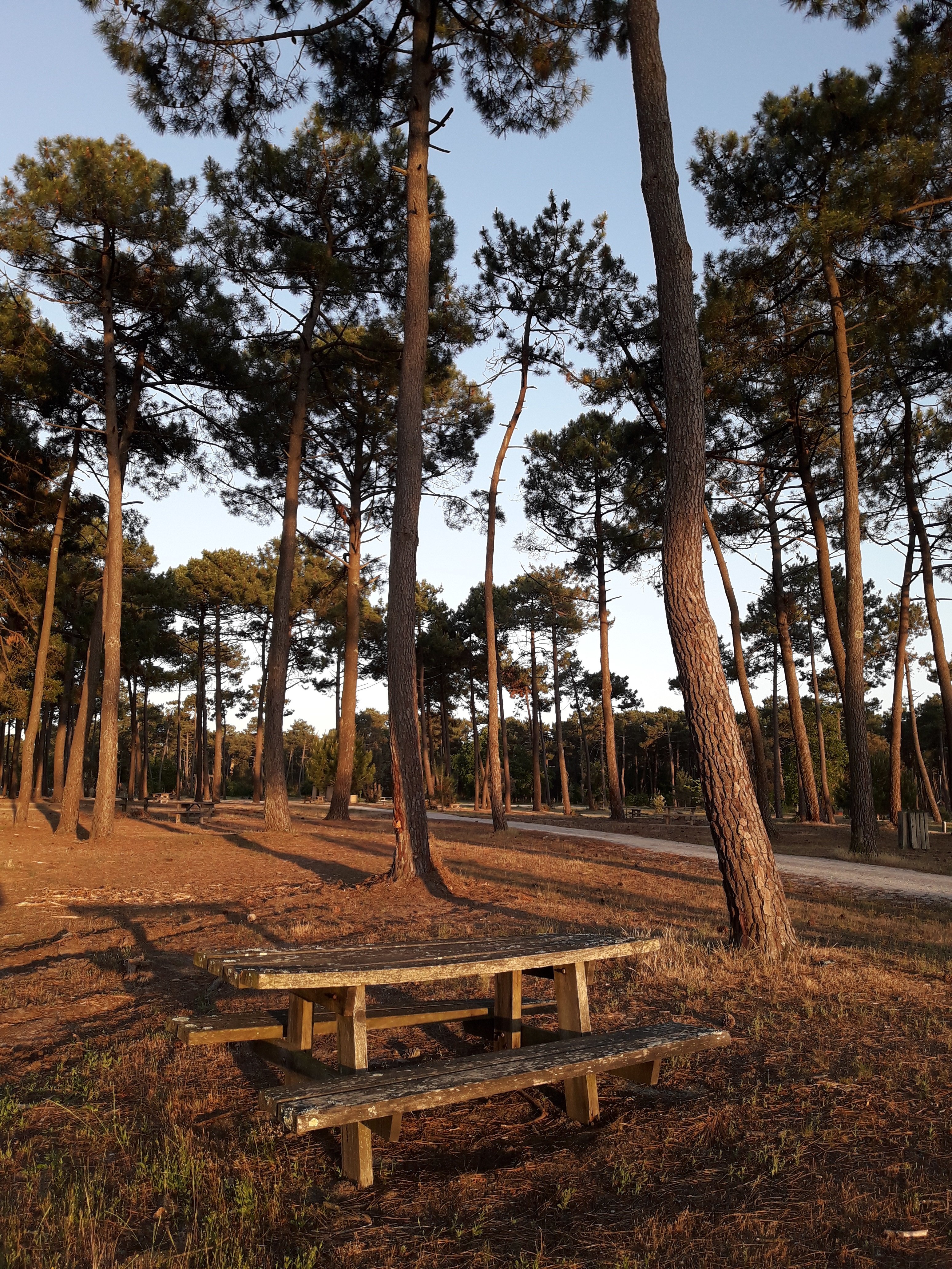 Aire de pique-nique et halte de repos vélos Lède de Montalivet
