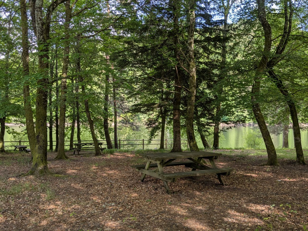 Le champ de l'arbre