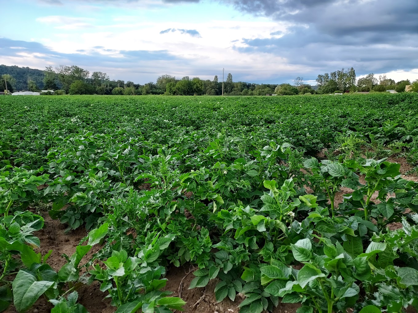 SCEA Paineau
