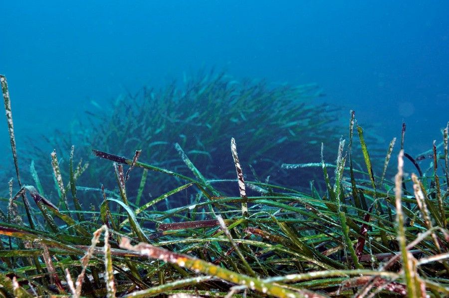 Arcachon pour nous : A la découverte des algues du Bassin - photo 3