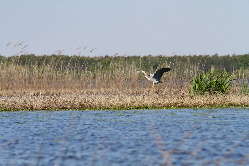 All Water - Pirogue hawaïenne - photo 5