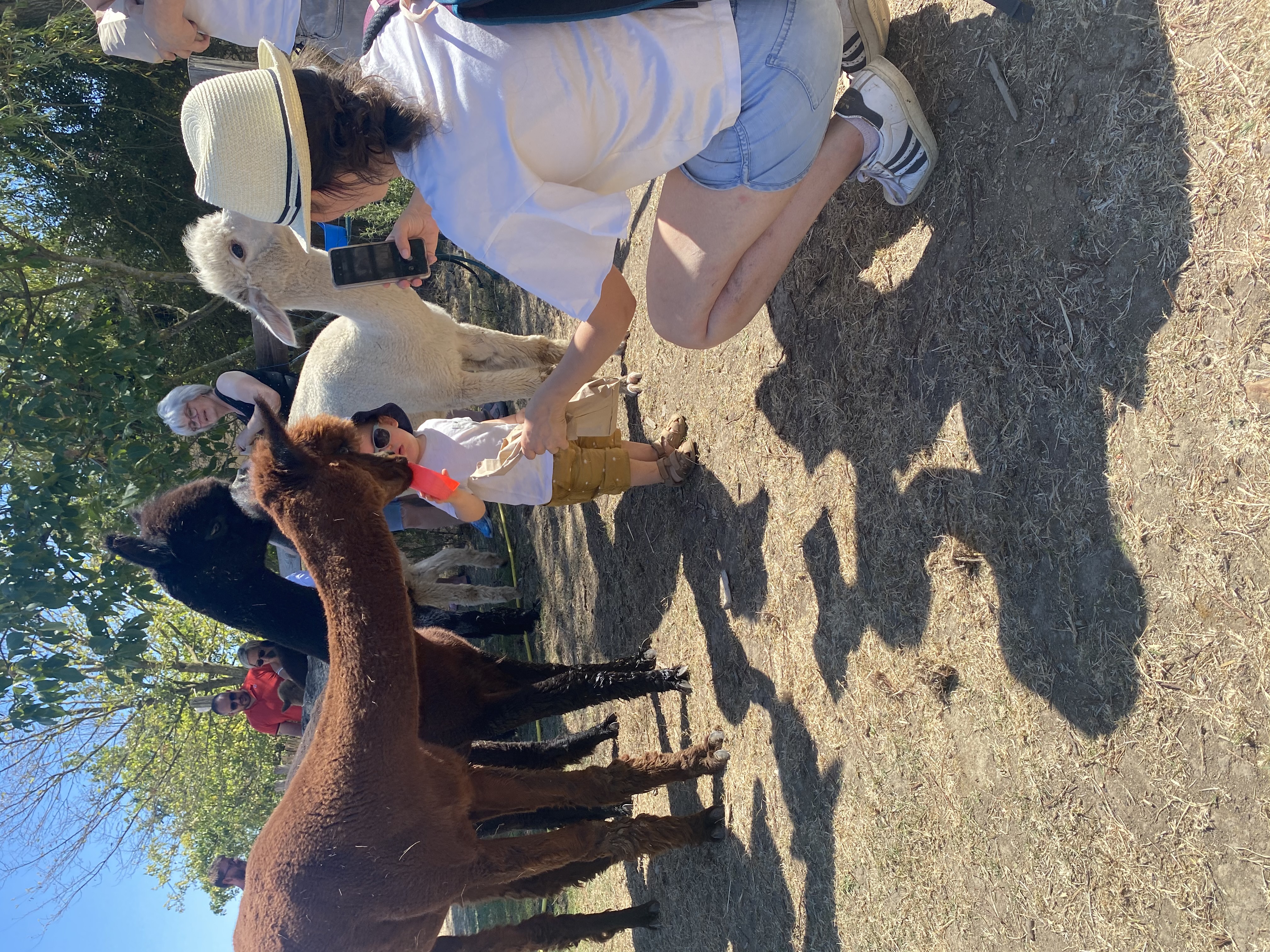 La Petite Ferme d'Alpagas Sanzay, Argentonnay - photo 10