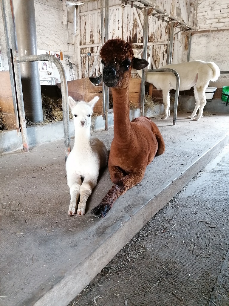 Les alpagas de Mon Pérou