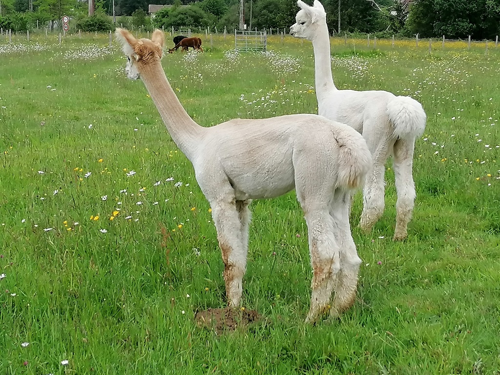 Les alpagas de Mon Pérou, Montpon-Ménestérol - photo 5