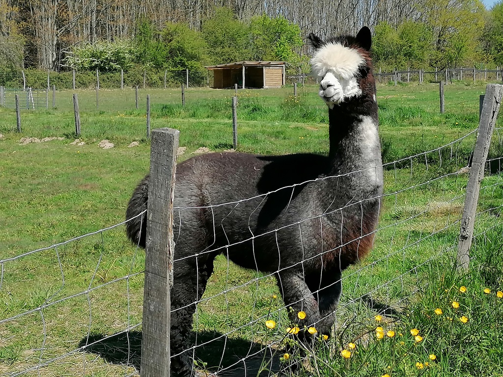Les alpagas de Mon Pérou, Montpon-Ménestérol - photo 3