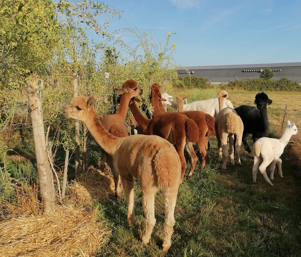 Les alpagas de Mon Pérou