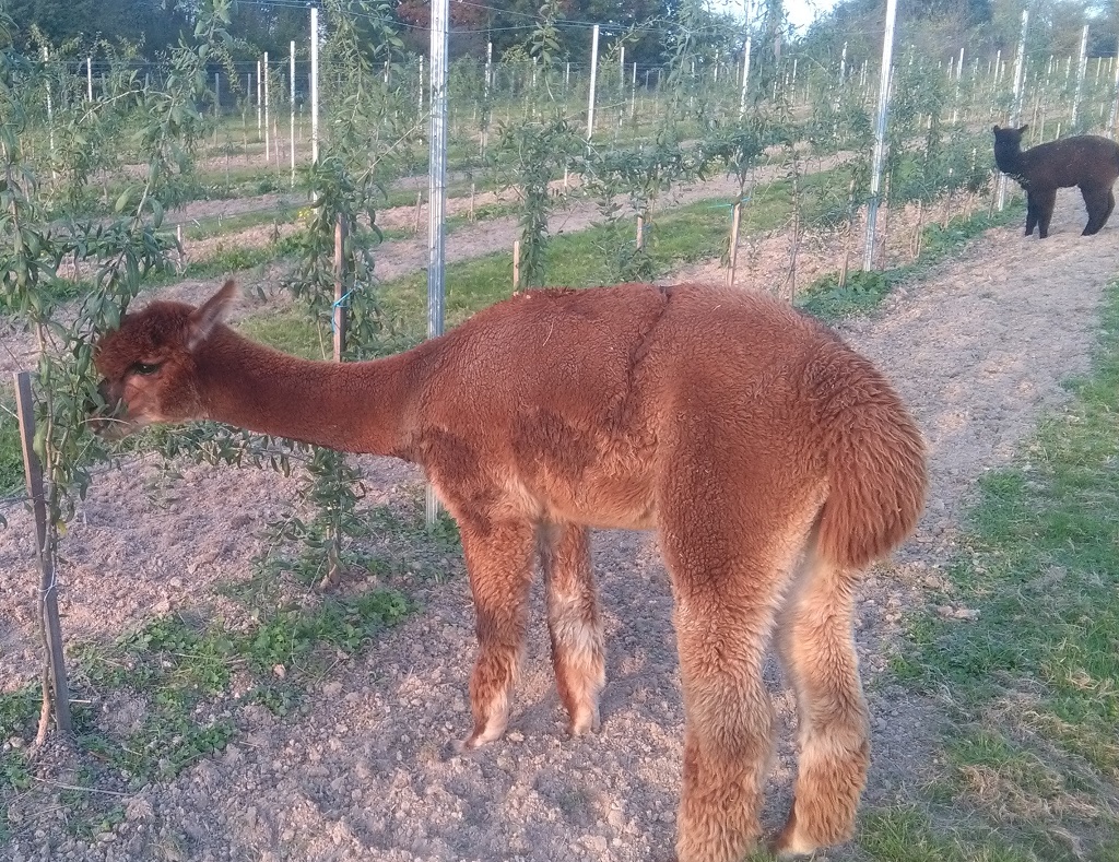 Les alpagas de Mon Pérou, Montpon-Ménestérol - photo 12