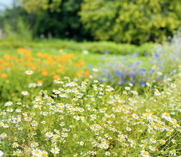 Atelier - La charge mentale et les plantes