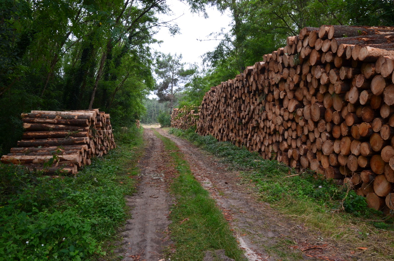 Ambrus, découverte de la forêt, Ambrus