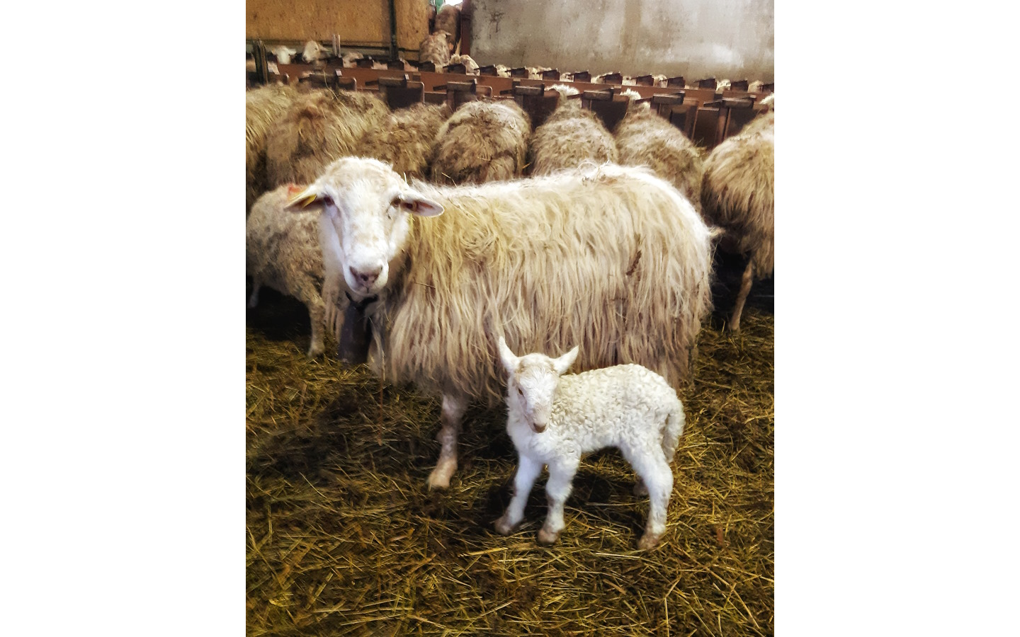 Visite de la ferme Ametzalde (fromage de brebis Ossau Iraty, miel et charcuterie BIO). Sur réservation, Lasse - photo 5