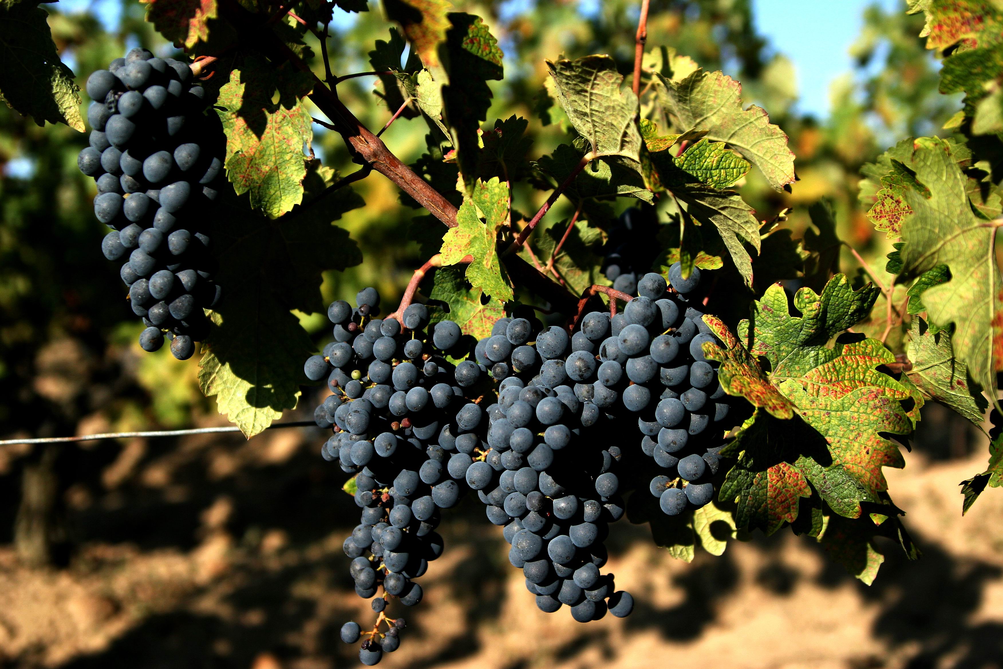 SAS Ampelidae - photo 2