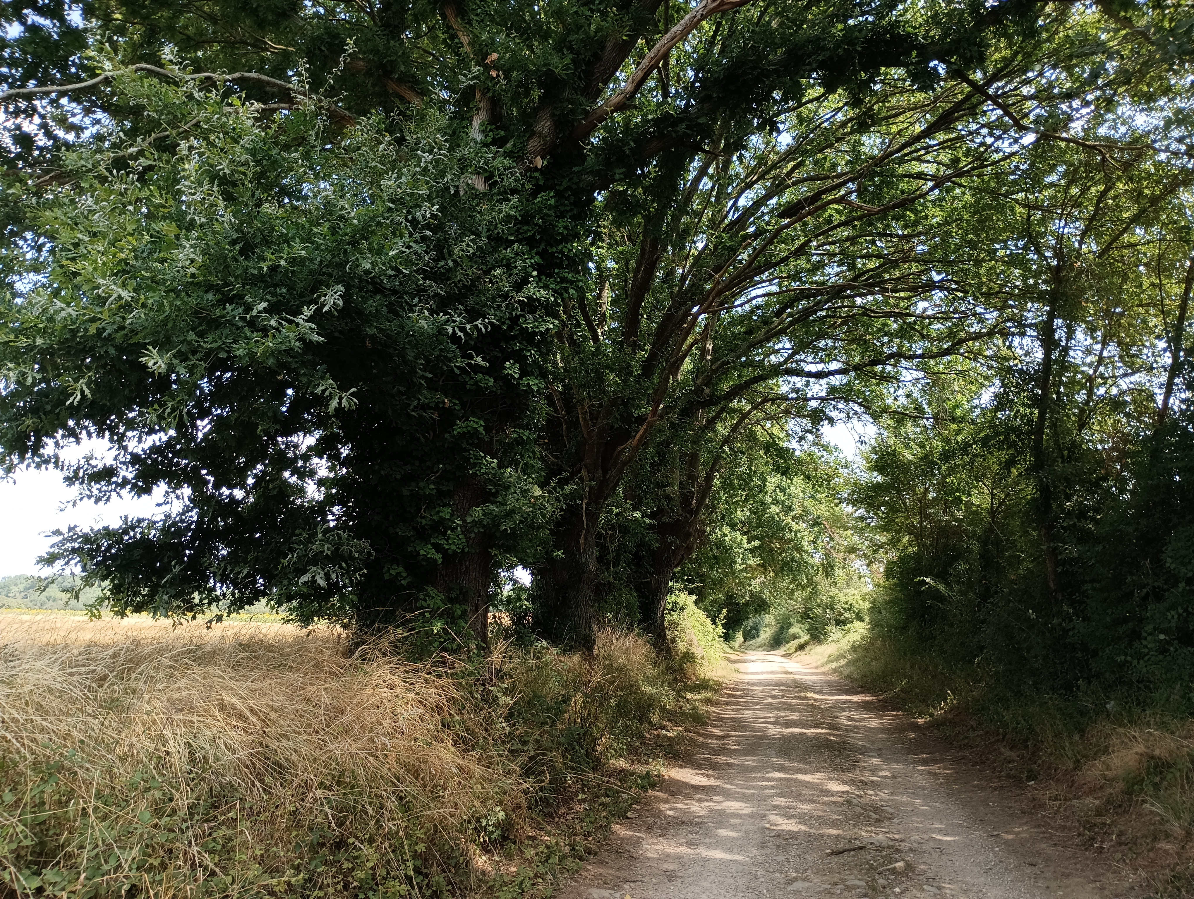 Saint-Coutant-sud - Saint-Coutant, Saint-Coutant - photo 3