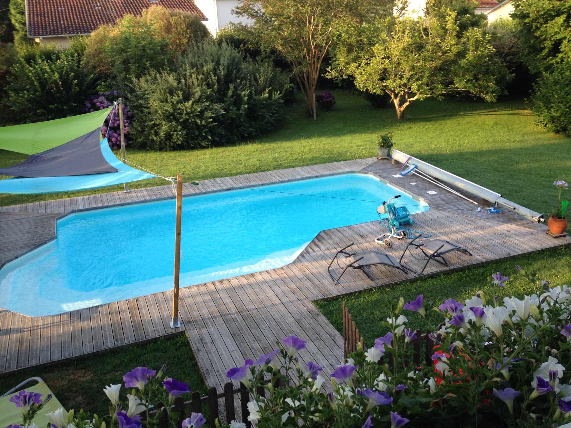 Ancolie des Pyrénées