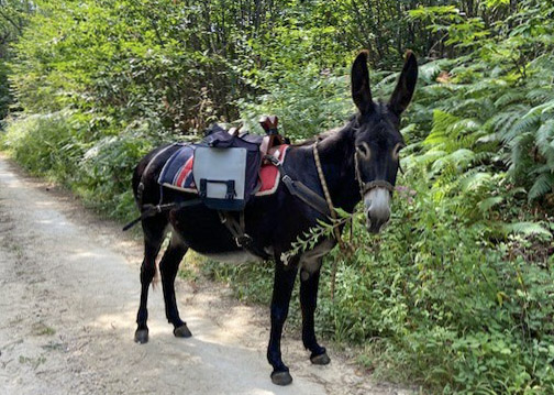 Aux Âneries de Dordonie - photo 2