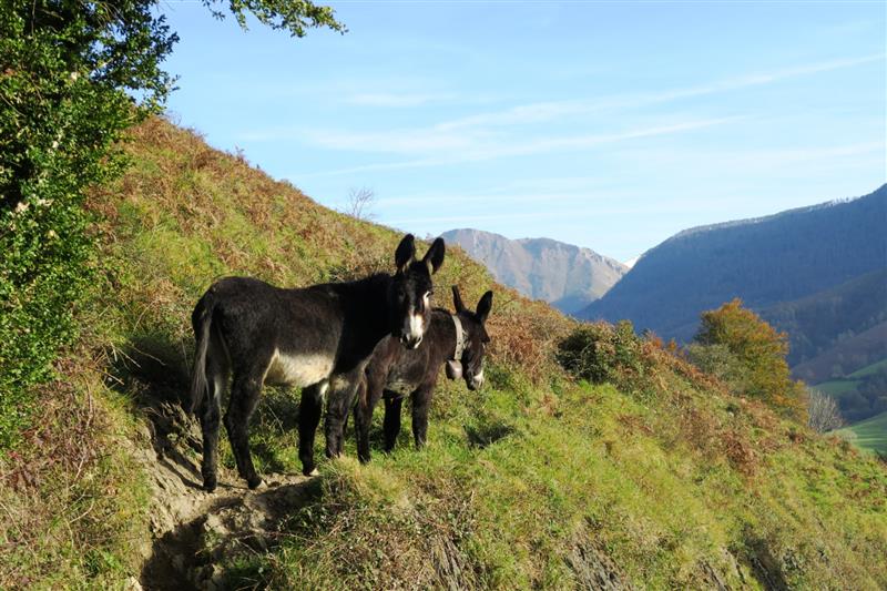 N°5 Fougeraies de Laünde