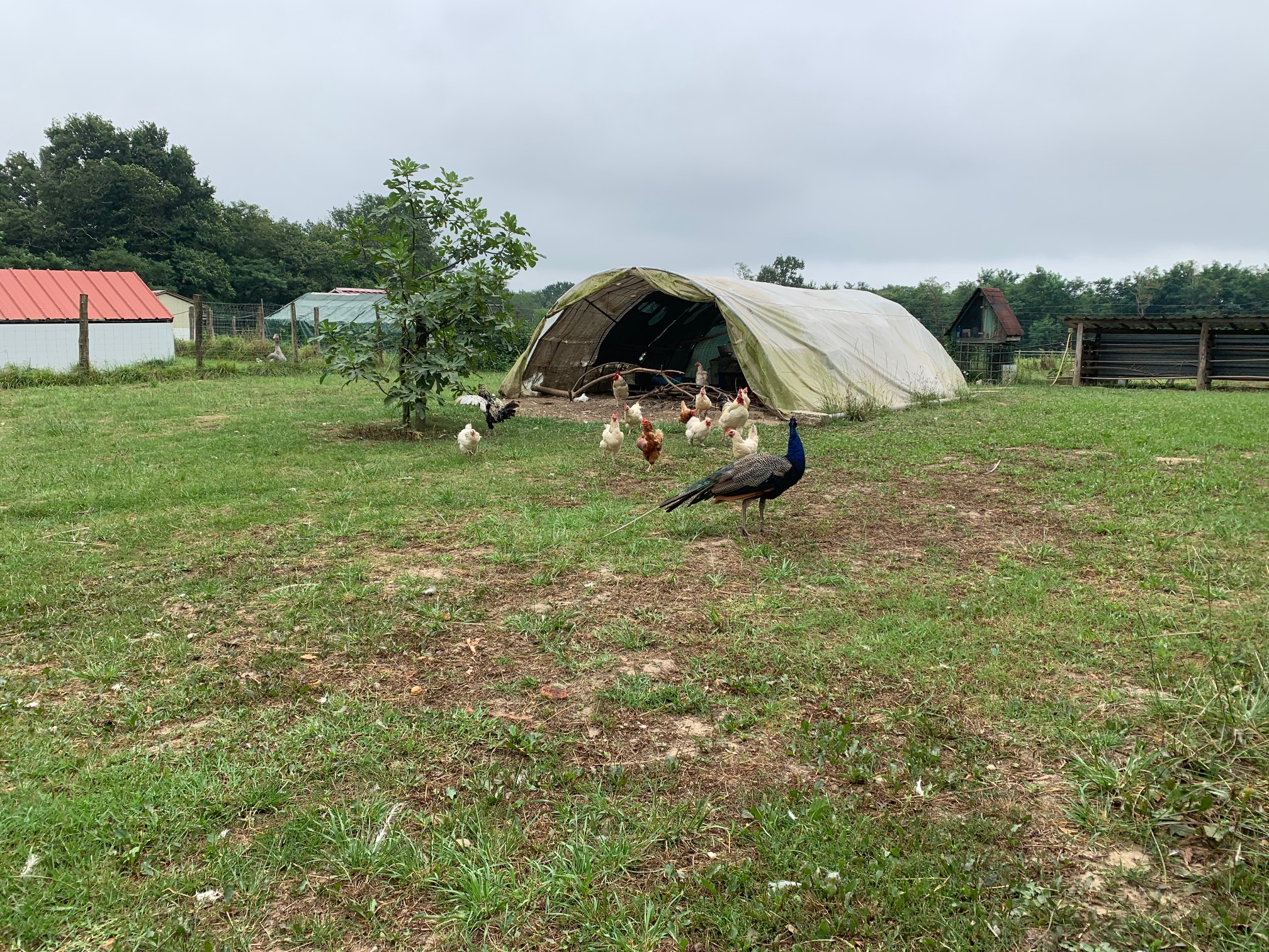 Iroquois, Hinx - photo 10