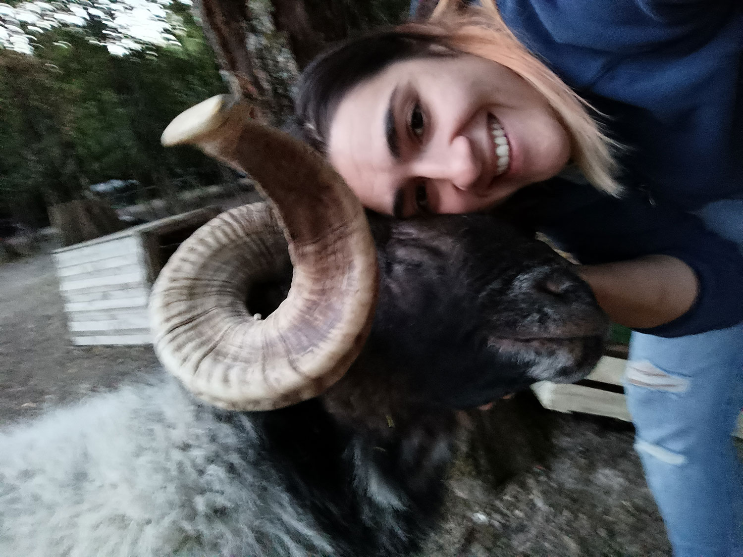 Association  les ani'maux de popo