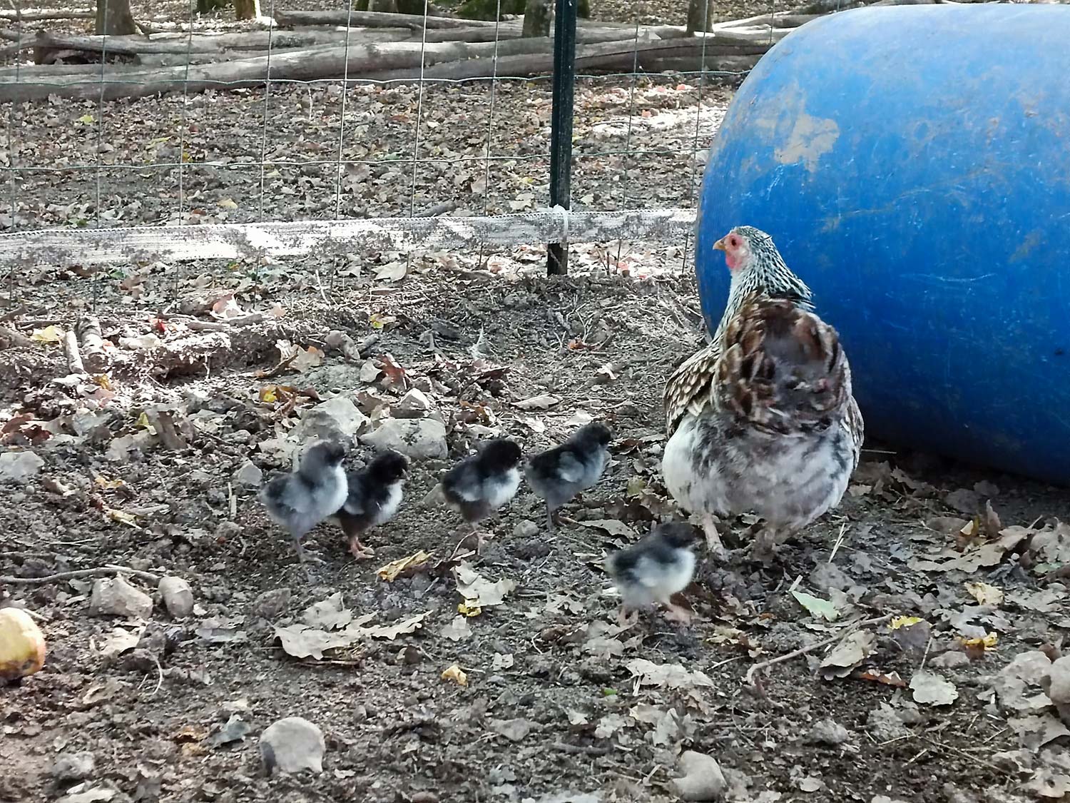 Association  les ani'maux de popo, Agonac - photo 2