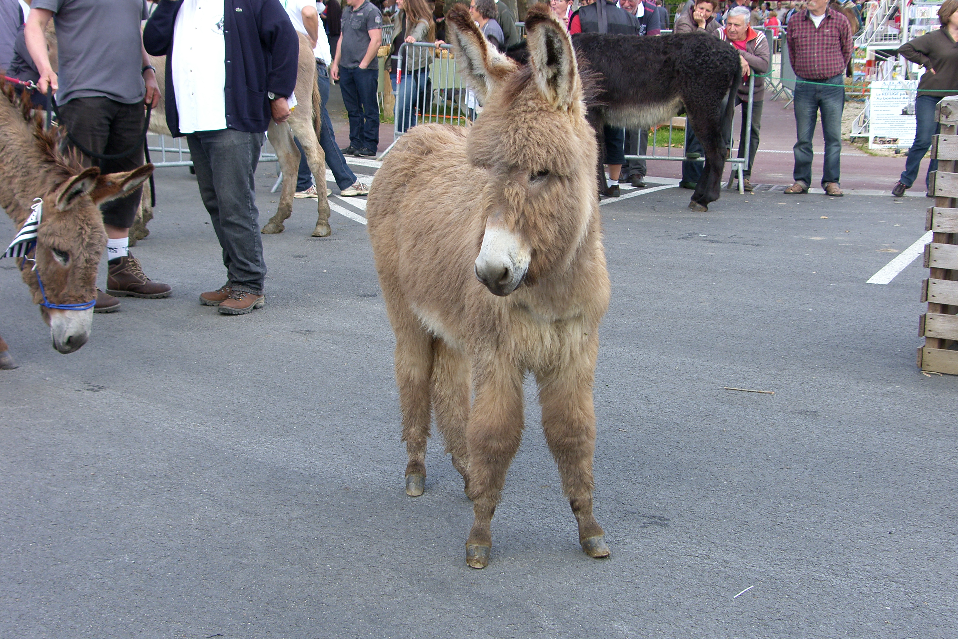34 ème Fête de l’âne, Saint-Paul - photo 2