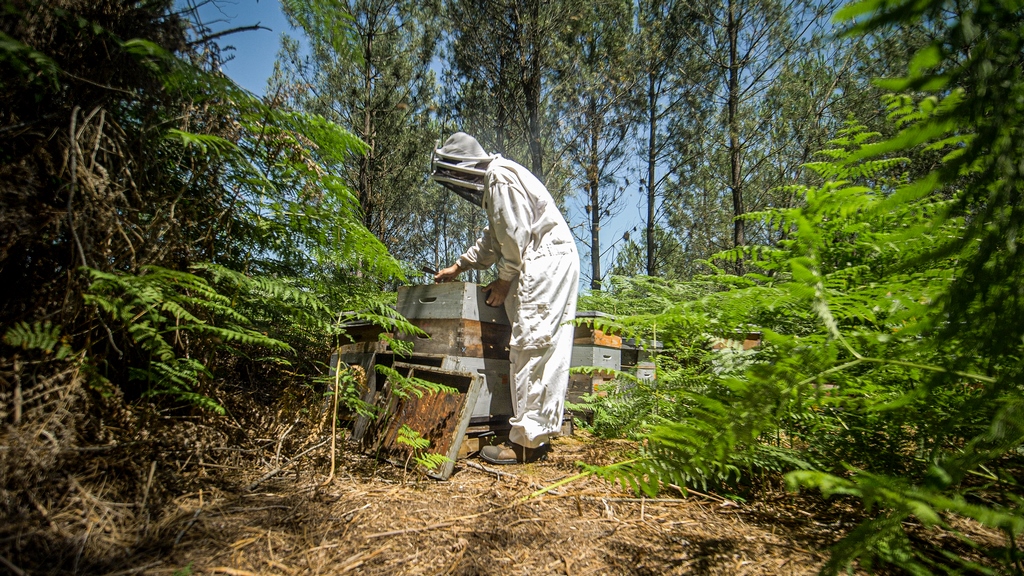 Les Ruchers du Born - photo 3