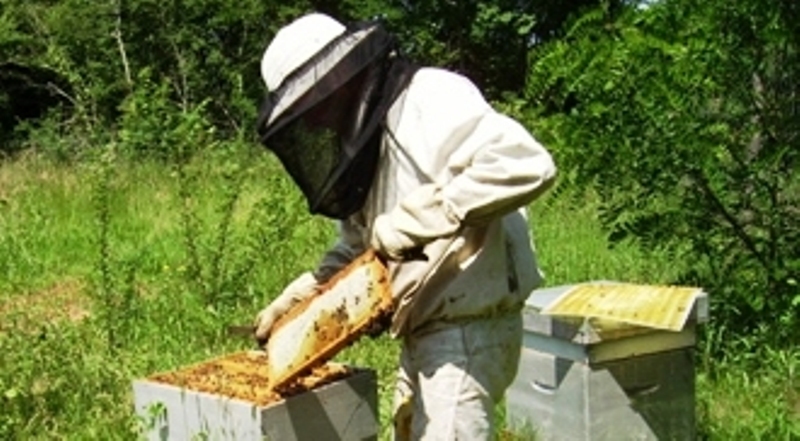 Apiculture Apyraine