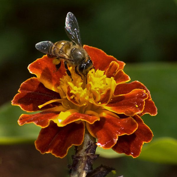 Apiculture Apyraine