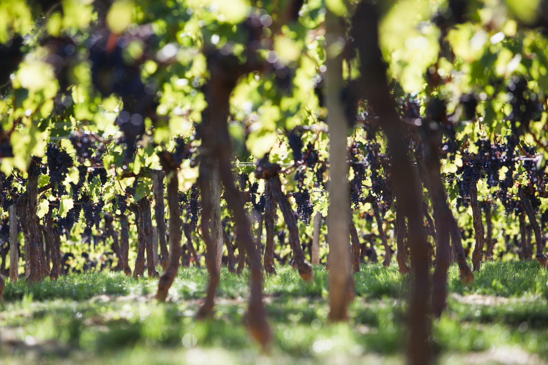 Maison du Vin Castillon Côtes de Bordeaux - photo 2